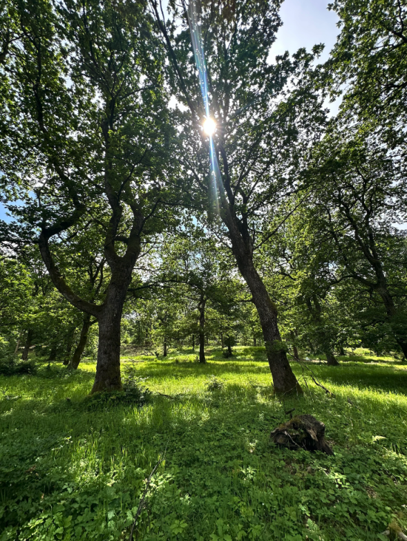 Skaermbillede_2026-06-19_kl._15.08.28.png